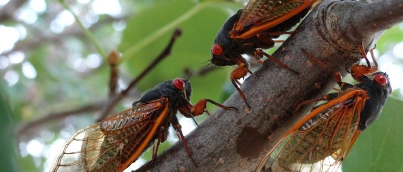 2 cicadas in tree