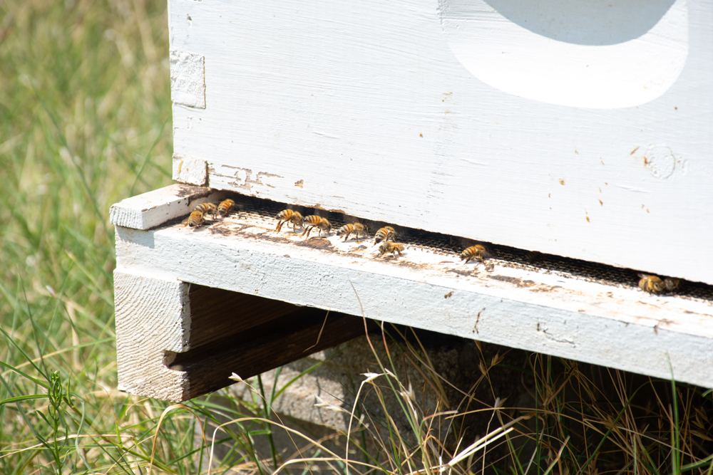 Bees on hive