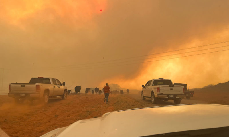 rescuing cattle from wildfire