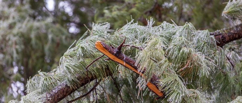 winter damaged tree branch