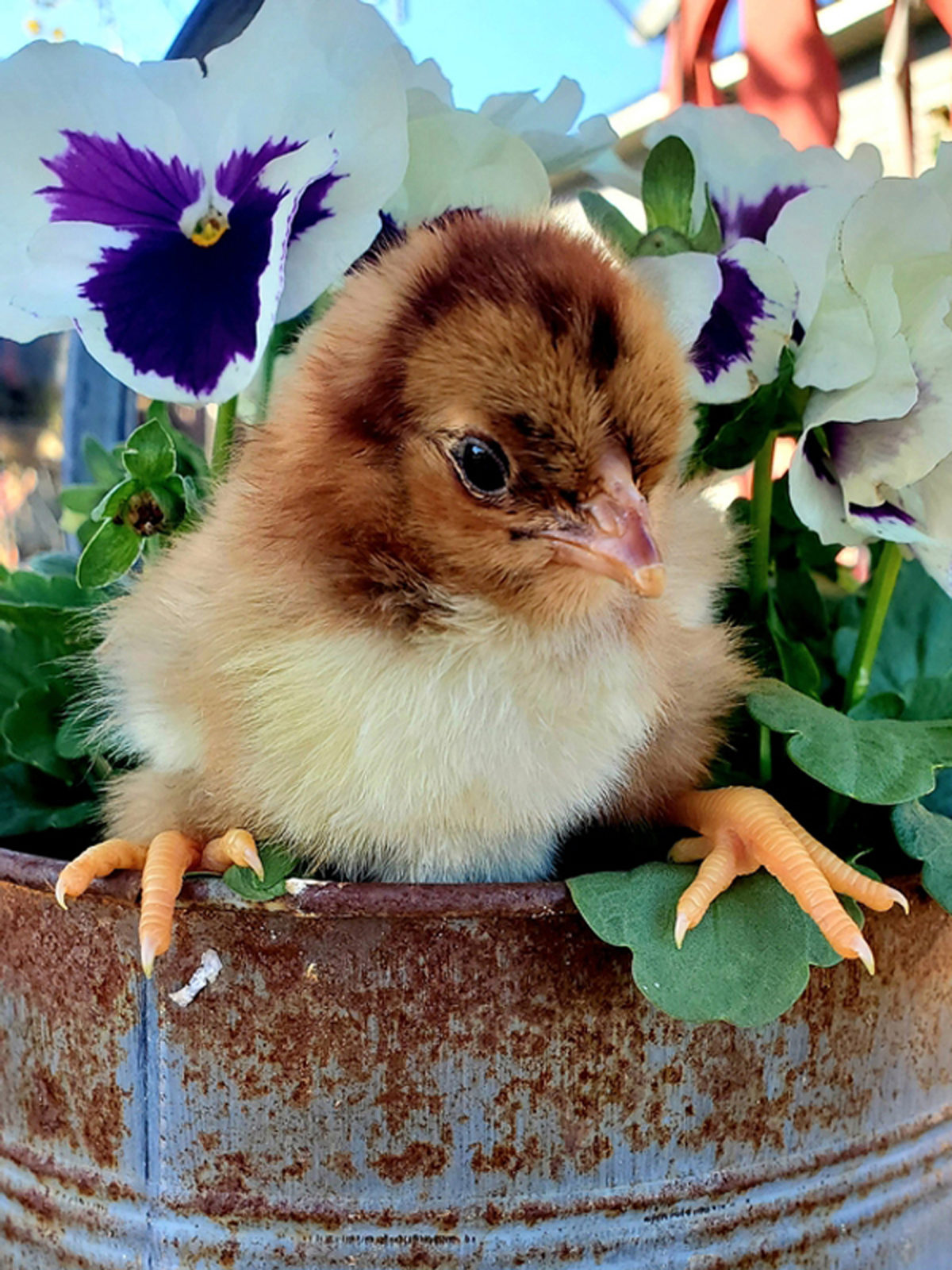baby chick in flowers