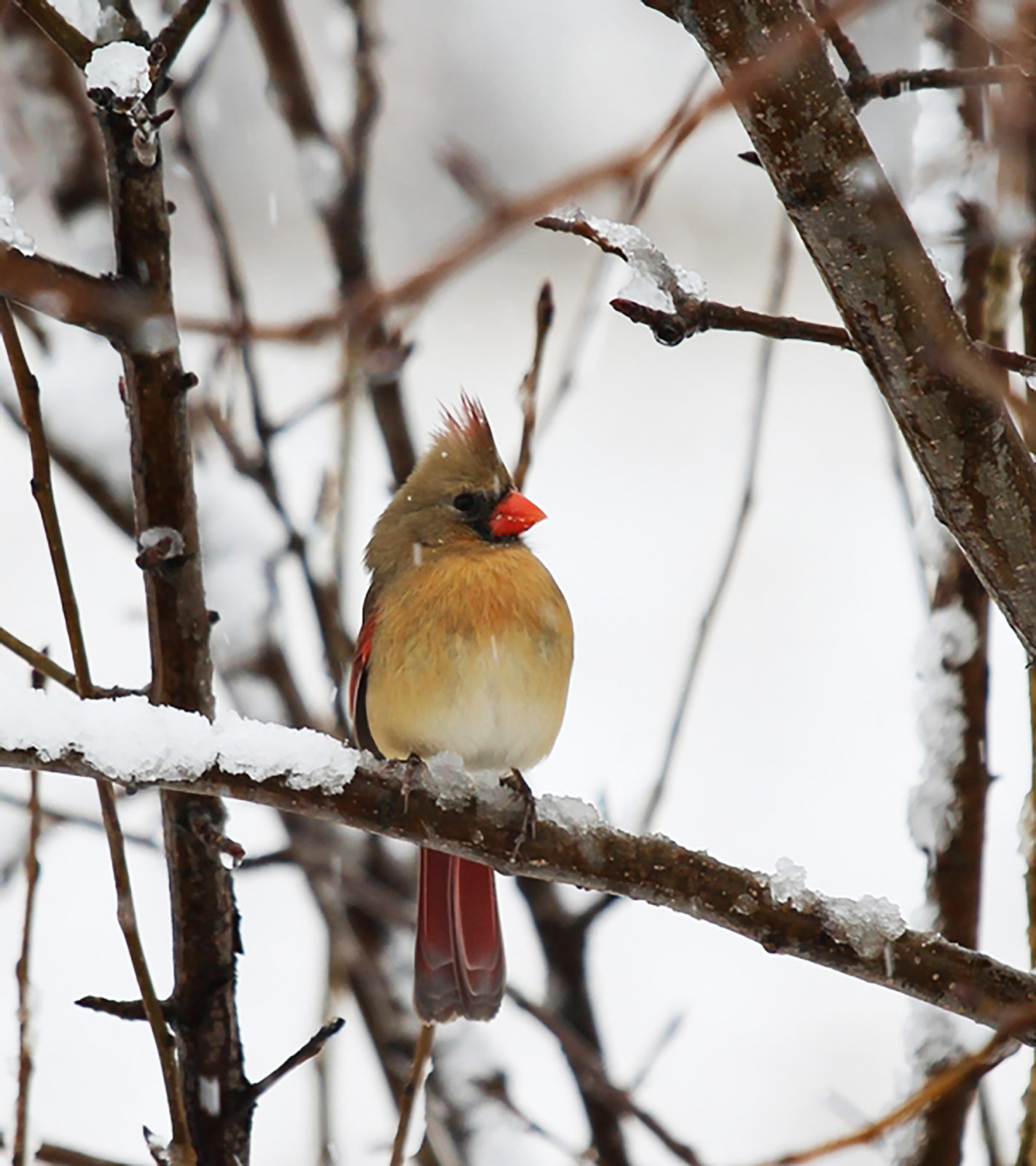 female cardinal bird sitting on snowy brach