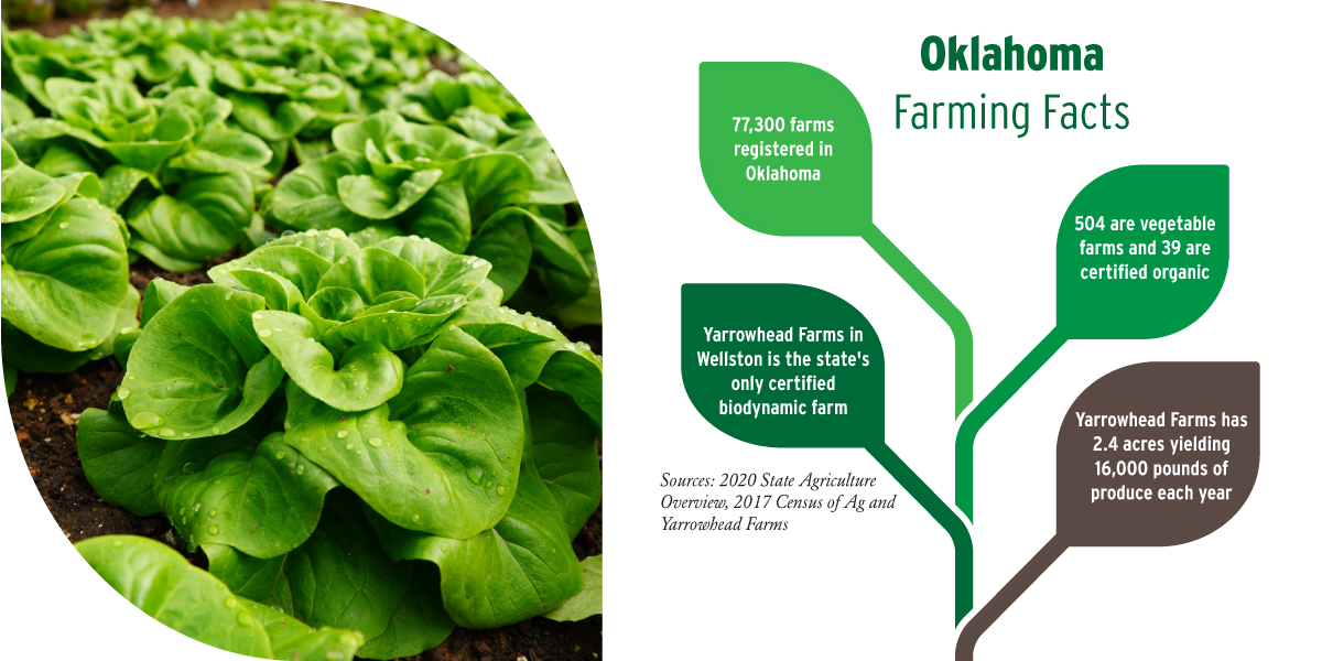 oklahoma farming facts: 77,300 farms registered in Oklahoma. 504 are vegetable farms and 39 are certified organic. Yarrowhead Farms in Wellston is the state's only certified biodynamic farm. Yarrowhead Farms has 2.4 acres yielding 16,000 pounds of produce each year. Sources: 2020 state agriculture overview, 2017 census of Ag and Yarrowhead Farms
